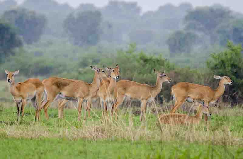 47 - Antilopes Impala - parque nacional Queen Elizabeth - Uganda